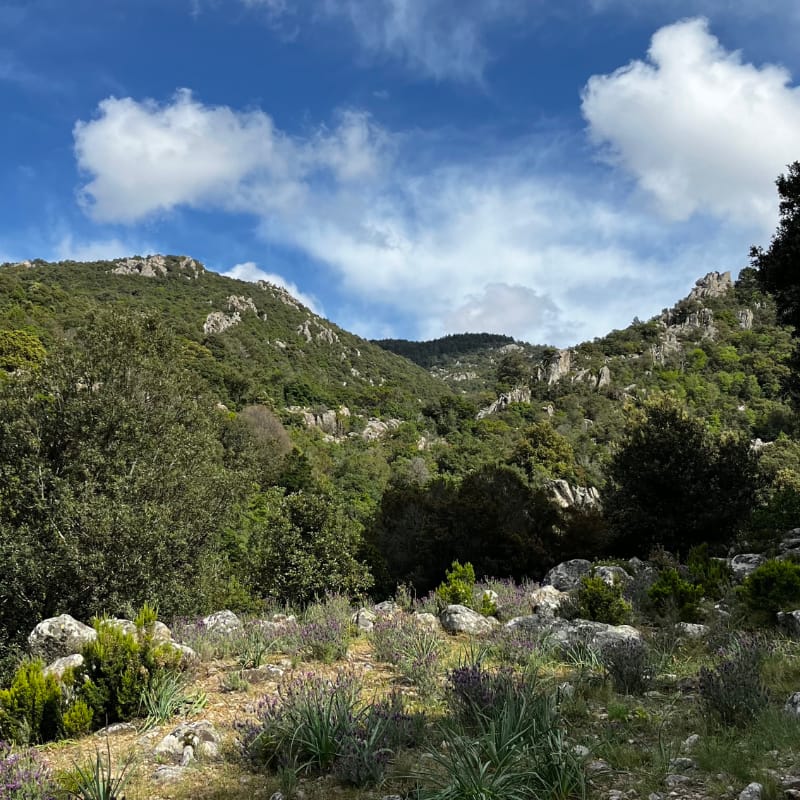 vista di una vallata del monte Limbara, con arbusti, boschi e un cielo sereno con delle nuvole bianche